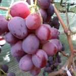 Виноград "эверест": описание сорта, правила ухода, фото и отзывы