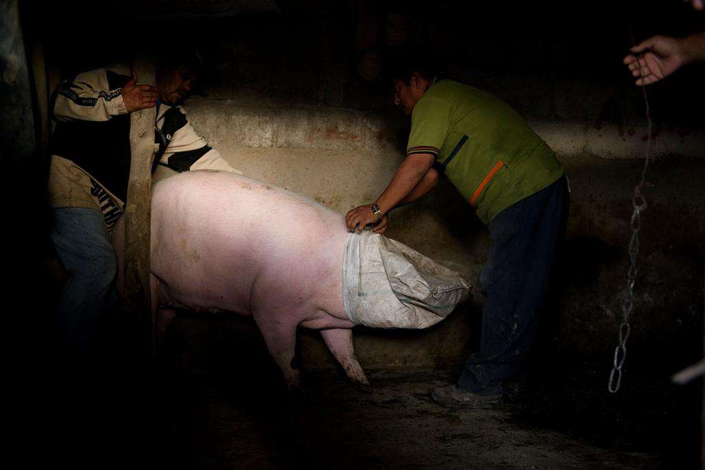 Как вывести свинью из загона