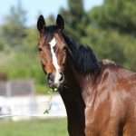 Случная болезнь лошадей: причины, диагностика, лечение