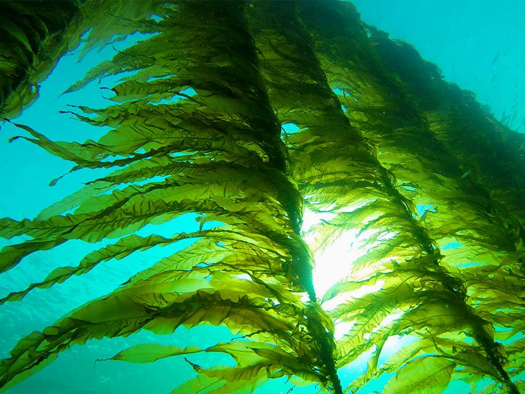морские водоросли