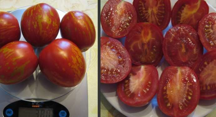 Семенные камеры томата
