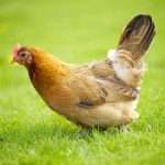 Что такое курица? Описание, классификация, содержание и питание