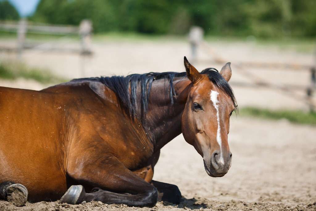 исследование на случную болезнь лошадей