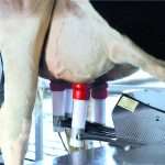 Первичная обработка молока: технология и санитарные требования