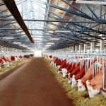 Бизнес-план молочной фермы: пример с расчетами