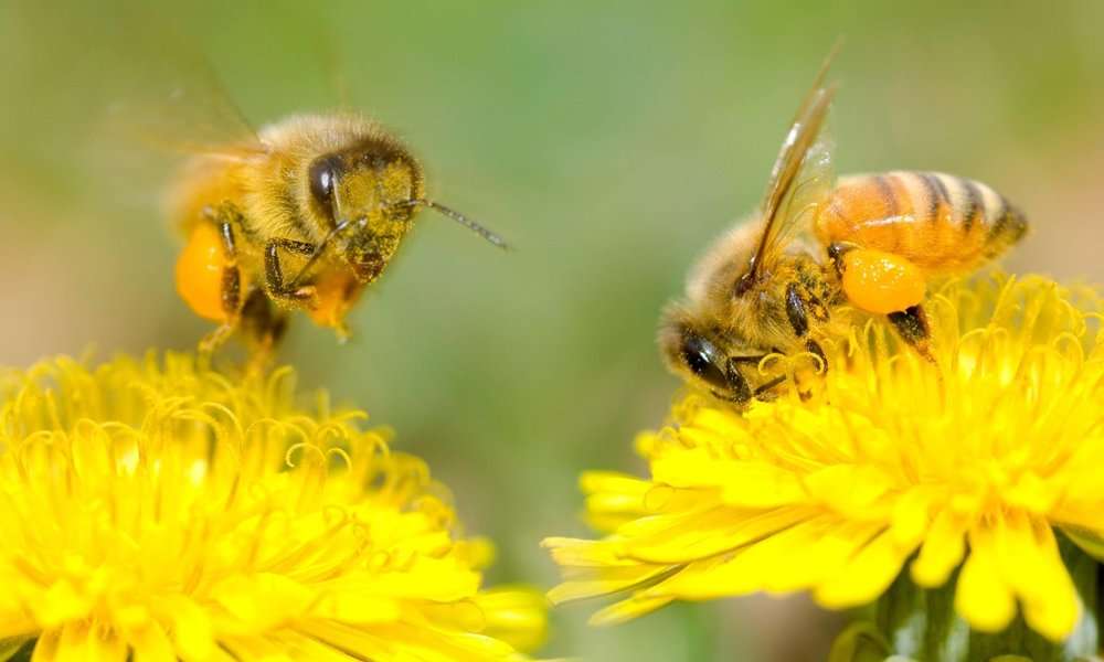 пчеловодство бизнес план расчет