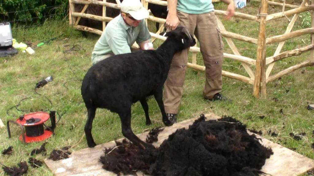 Шерсть карачаевской породы овец