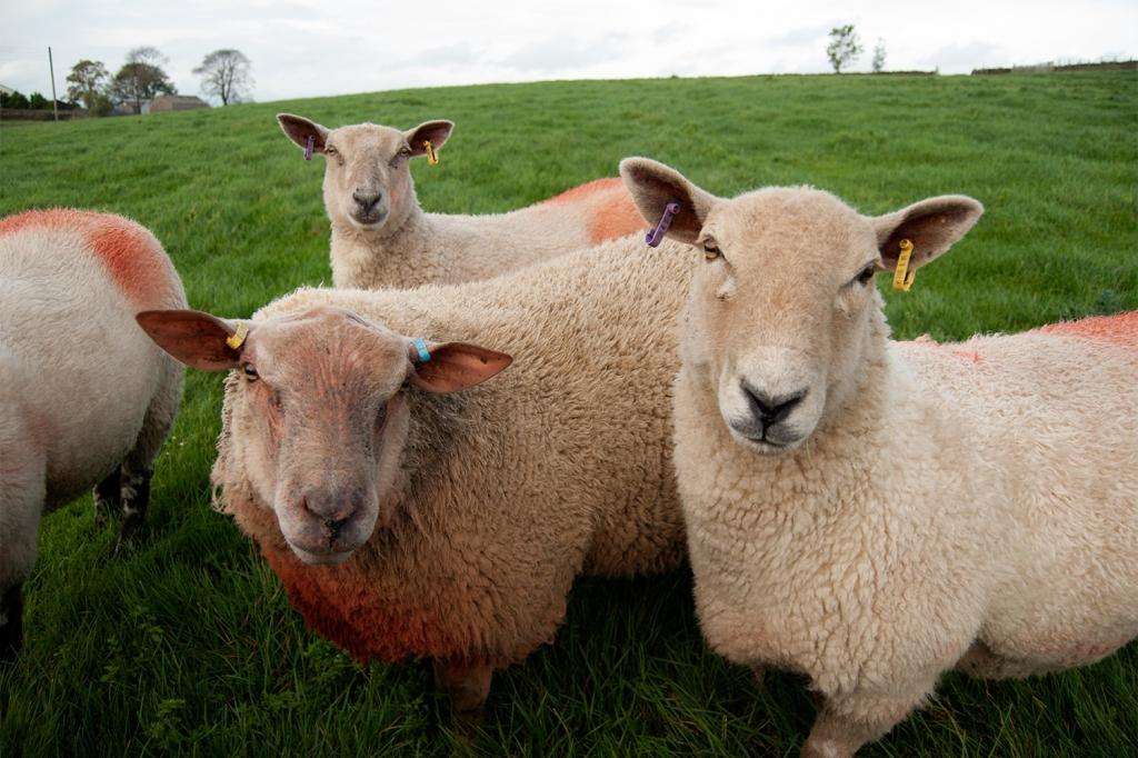 Овцы какие болезни