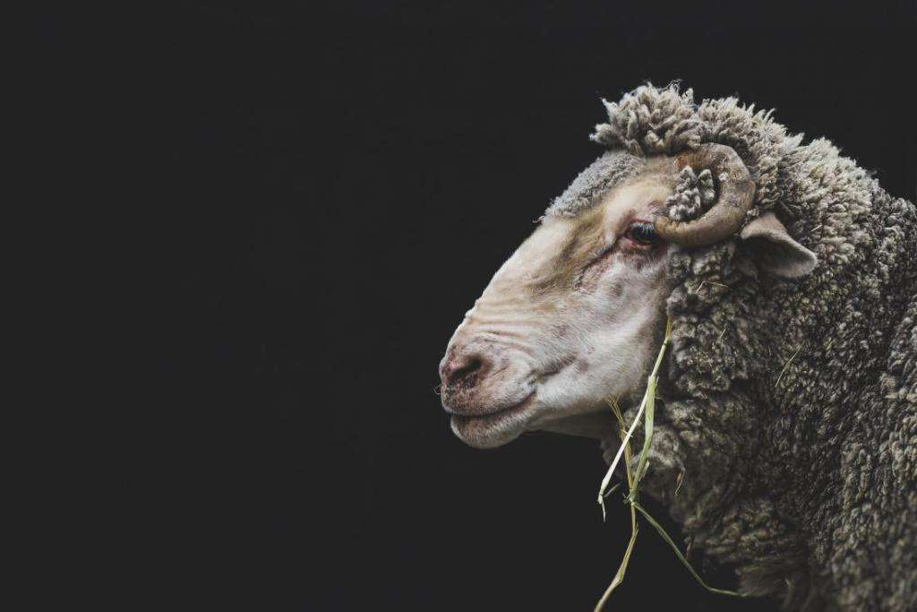 Болезни овец симптомы лечение