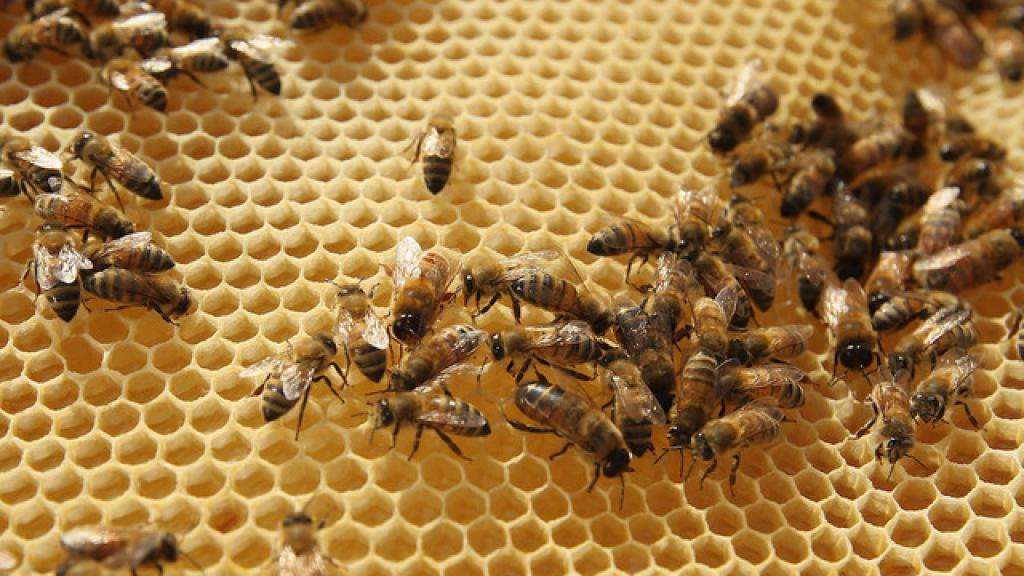 пчеловодство бизнес план для начинающих