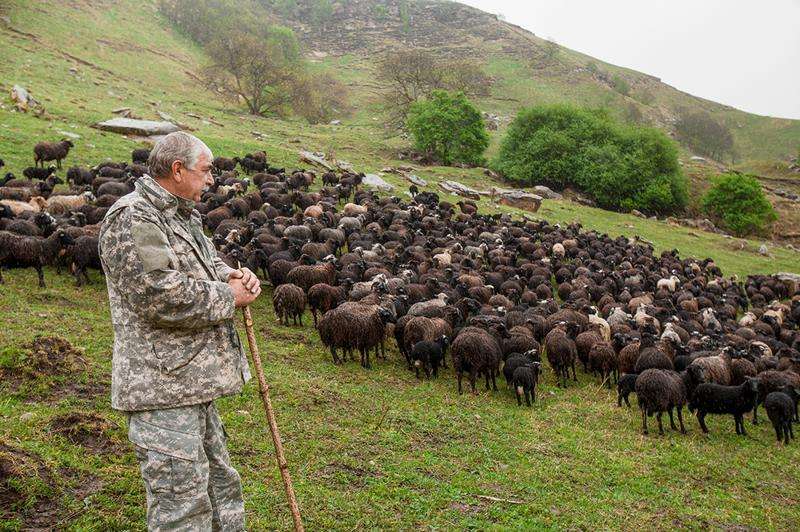 Карачаевские овцы
