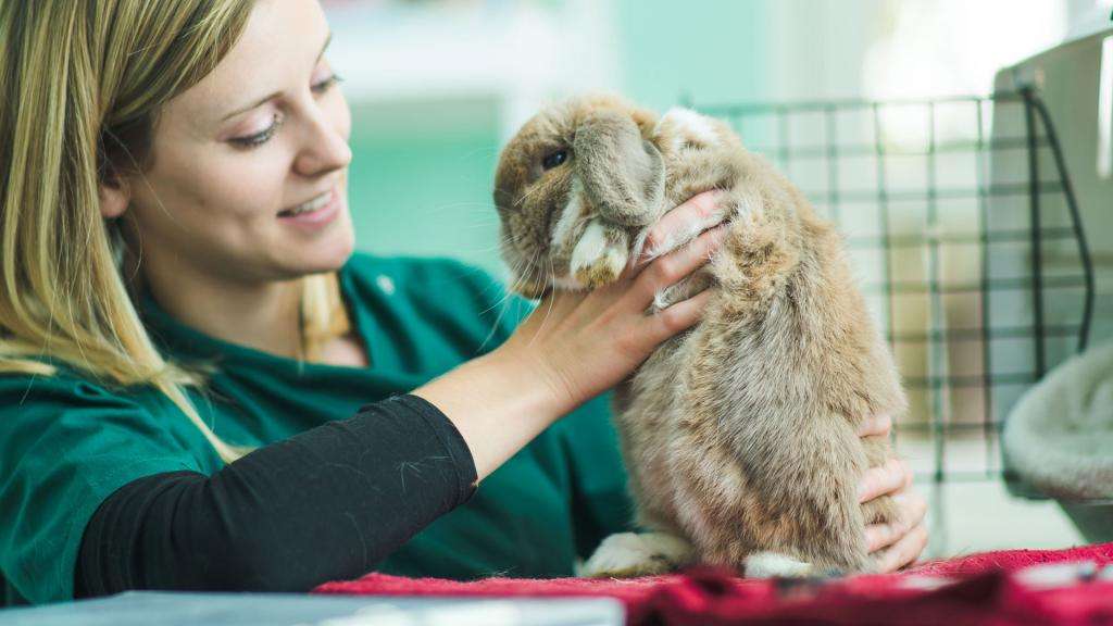 Ветеринар осматривает кролика перед вакцинацией.