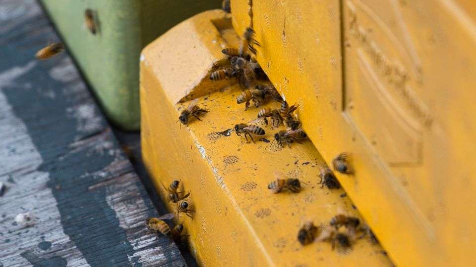 пчеловодство как бизнес с чего начать