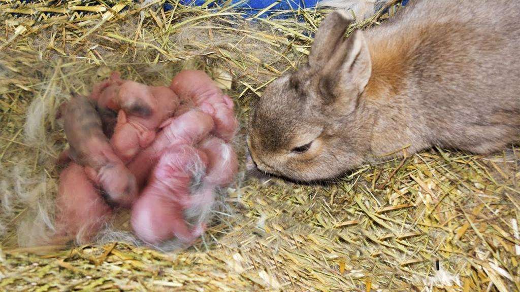 Крольчиха с новорожденными крольчатами.