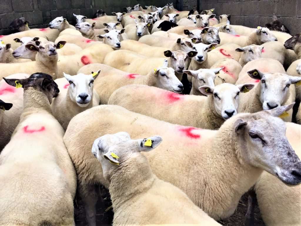 Болезнь овцы и козы
