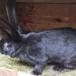 Кролики оберы: описание породы, характеристики и фото