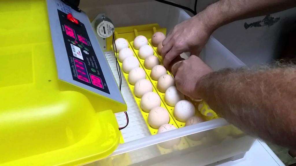 как выбрать инкубатор для яиц