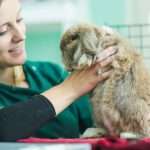 Прививки кроликам: когда делать, правила проведения и графики вакцинации
