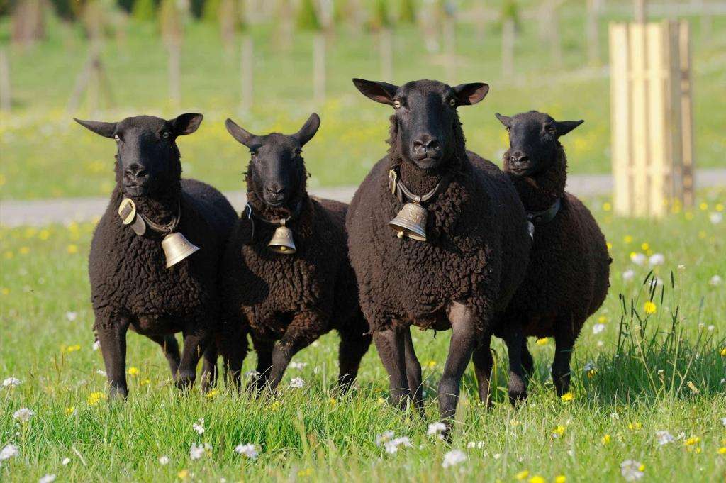 Описание карачаевской породы овец