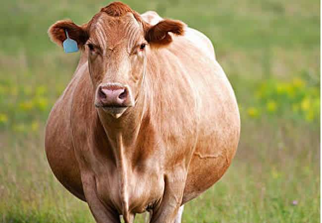 Беременная корова.