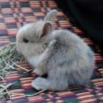 Кролики бройлерных пород: обзор, описание, характеристики
