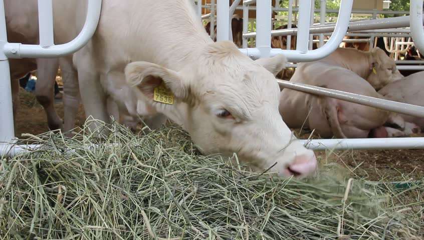 Корова в загоне ест корма.