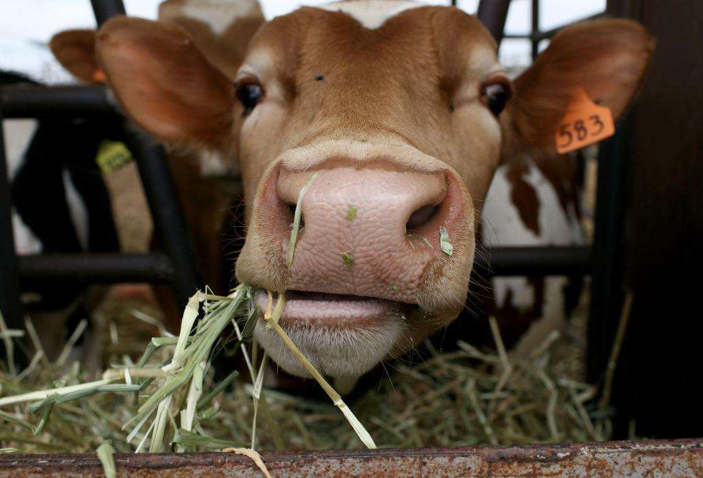 Корова ест сено.