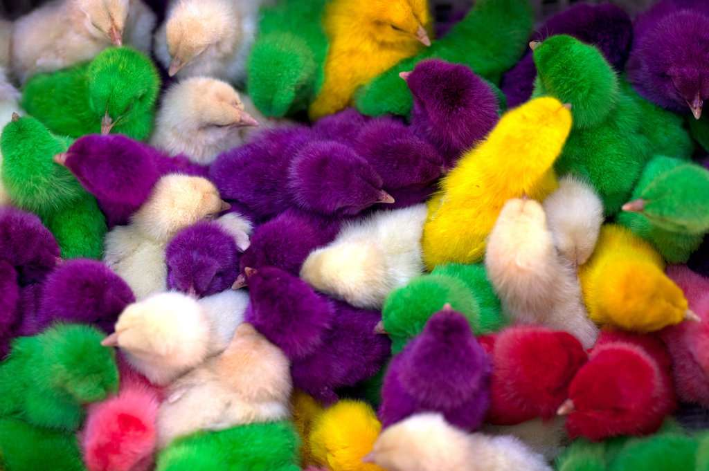 разноцветные цыплята как получаются