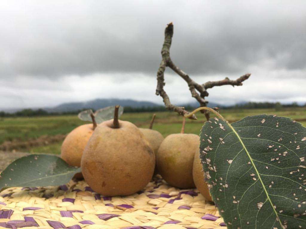 Ольфакторный образ Montale Wild Pears