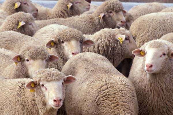 Прекос порода овец характеристика