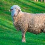 Овцы породы прекос: описание, характеристика, разведение и особенности