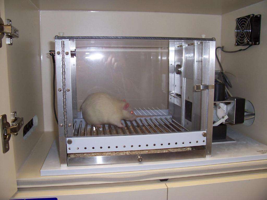 Крыса в ящике Скиннера